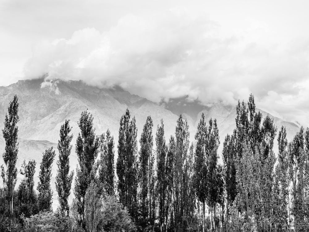Karakoram Mountains In The Clouds With Trees In Pakistan