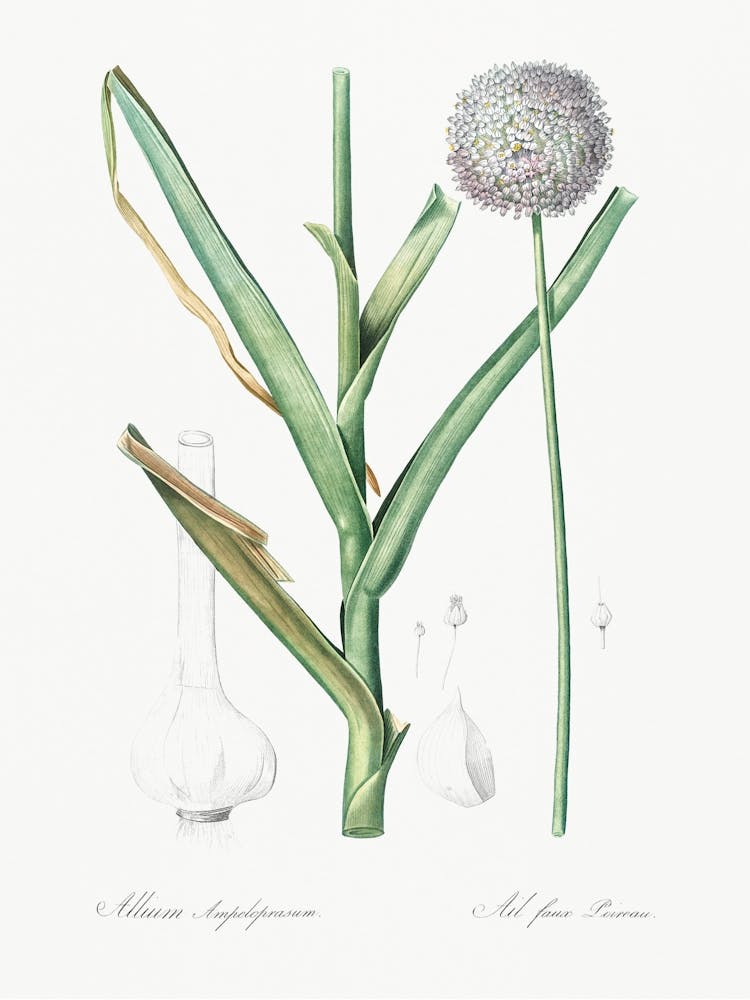 Broadleaf Wild Leek Illustration From Les Liliacées (1805) By Pierre Joseph Redouté