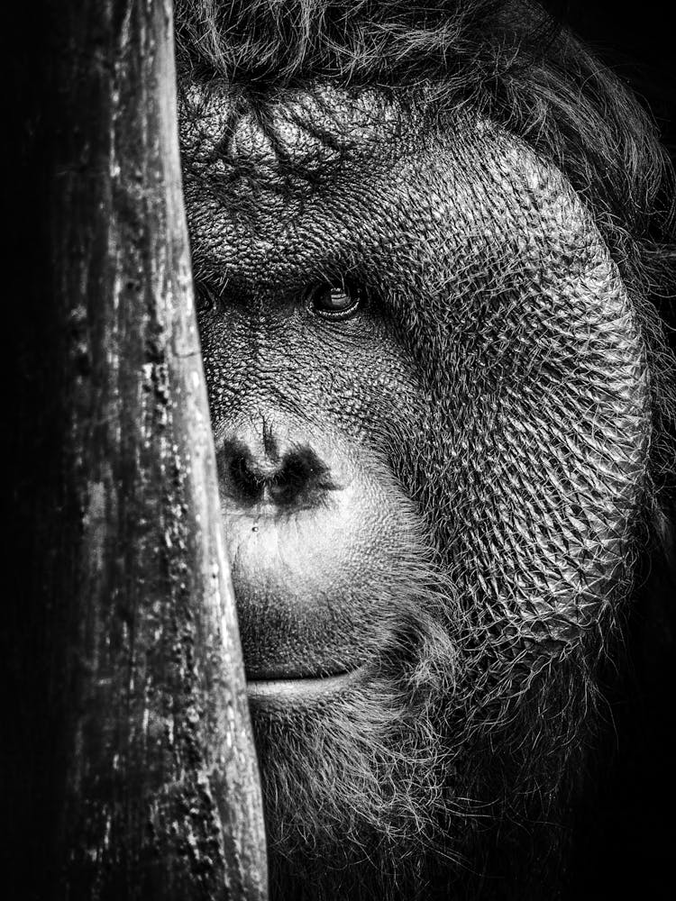 Portrait d'Orang-outan