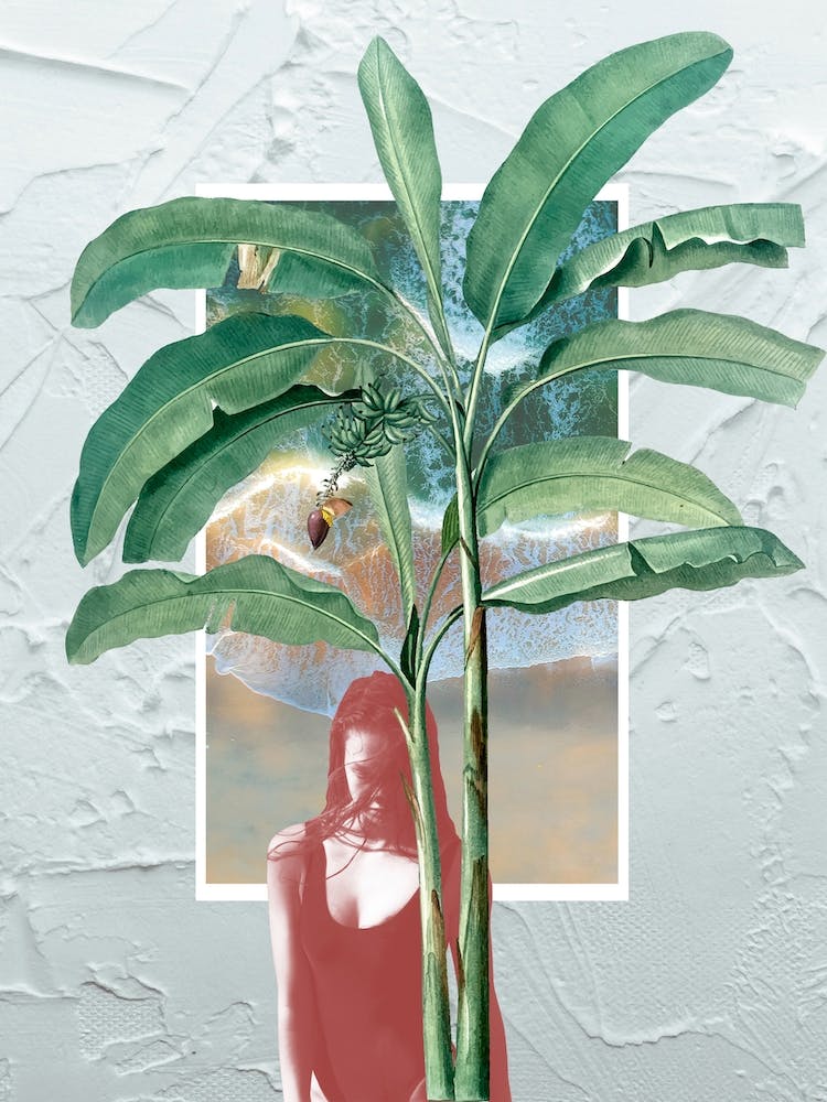 Banana Tree