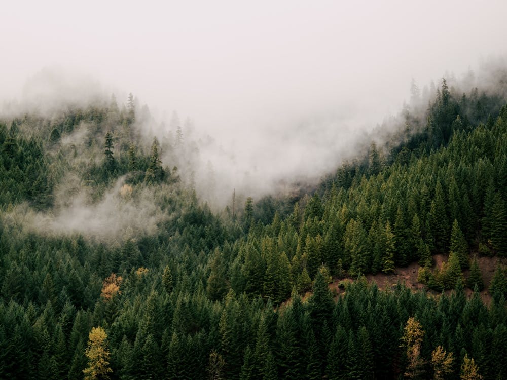 Forest Fog III
