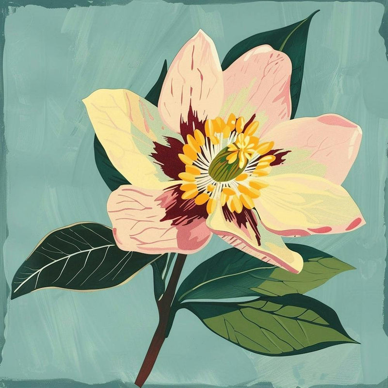 Hellebore 3 Square Flower Illustration