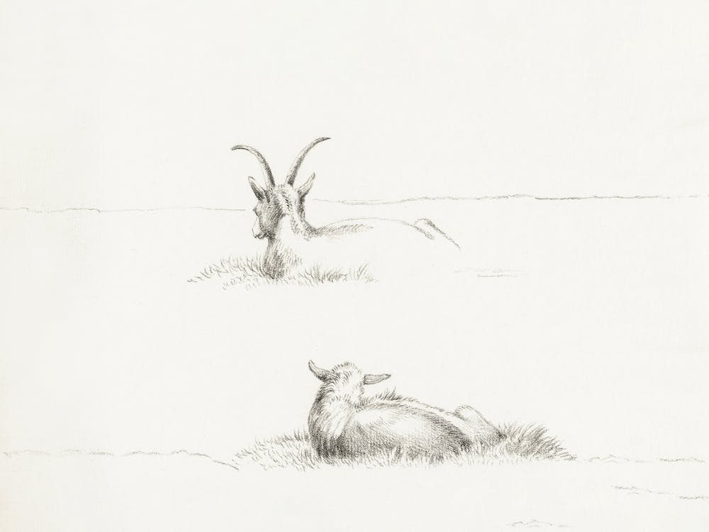 Sketches Of A Lying Goat And A Sheep, Jean Bernard