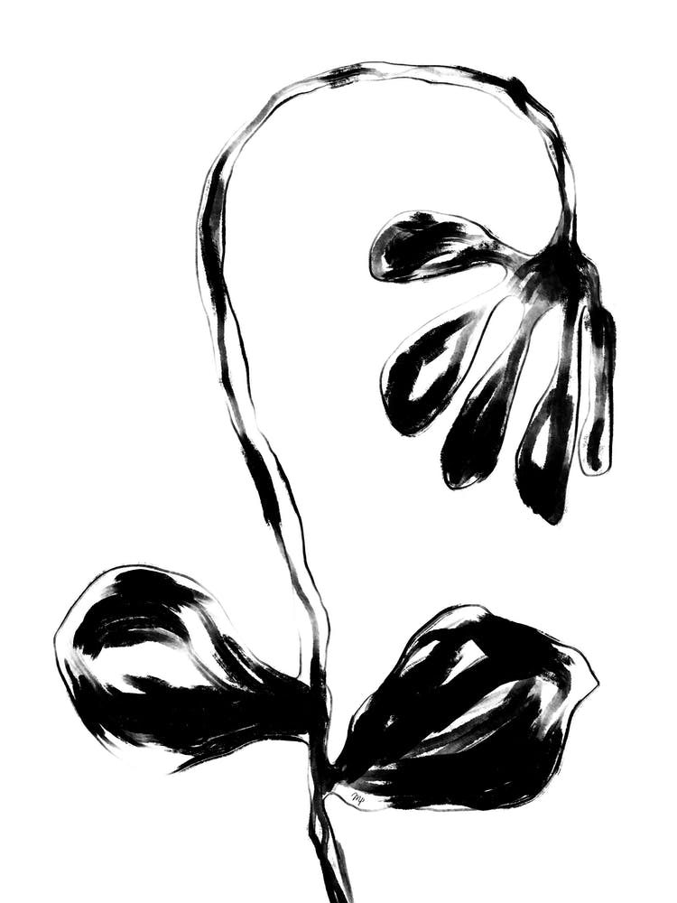 Schwarze Blume