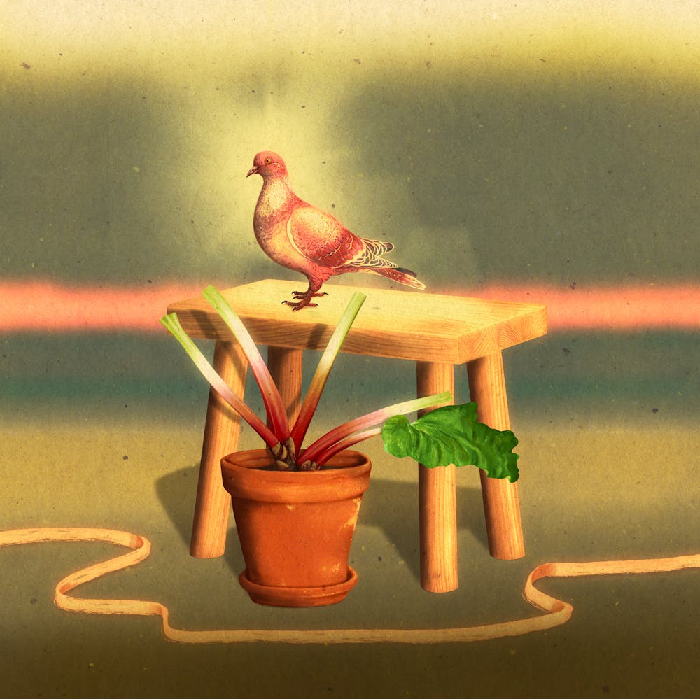 Pink pigeon, rhubarb, wall art, illustration 