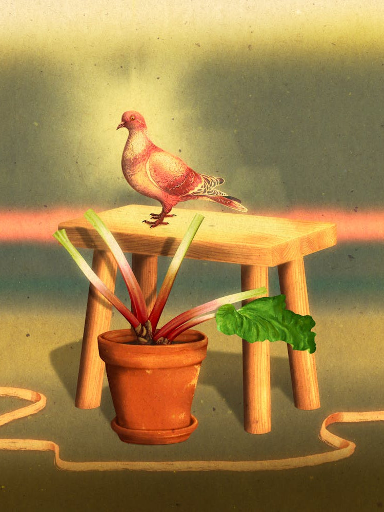 Pink pigeon, rhubarb, wall art, illustration 