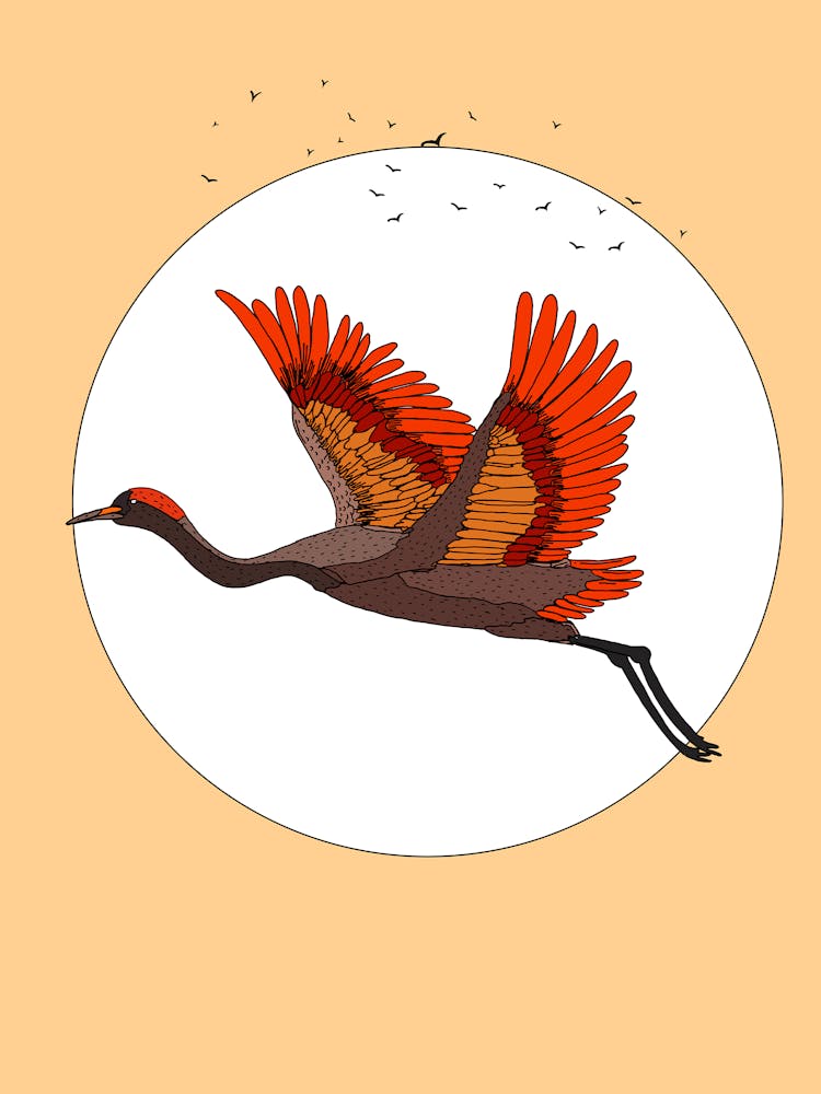 Asian Crane In Flight