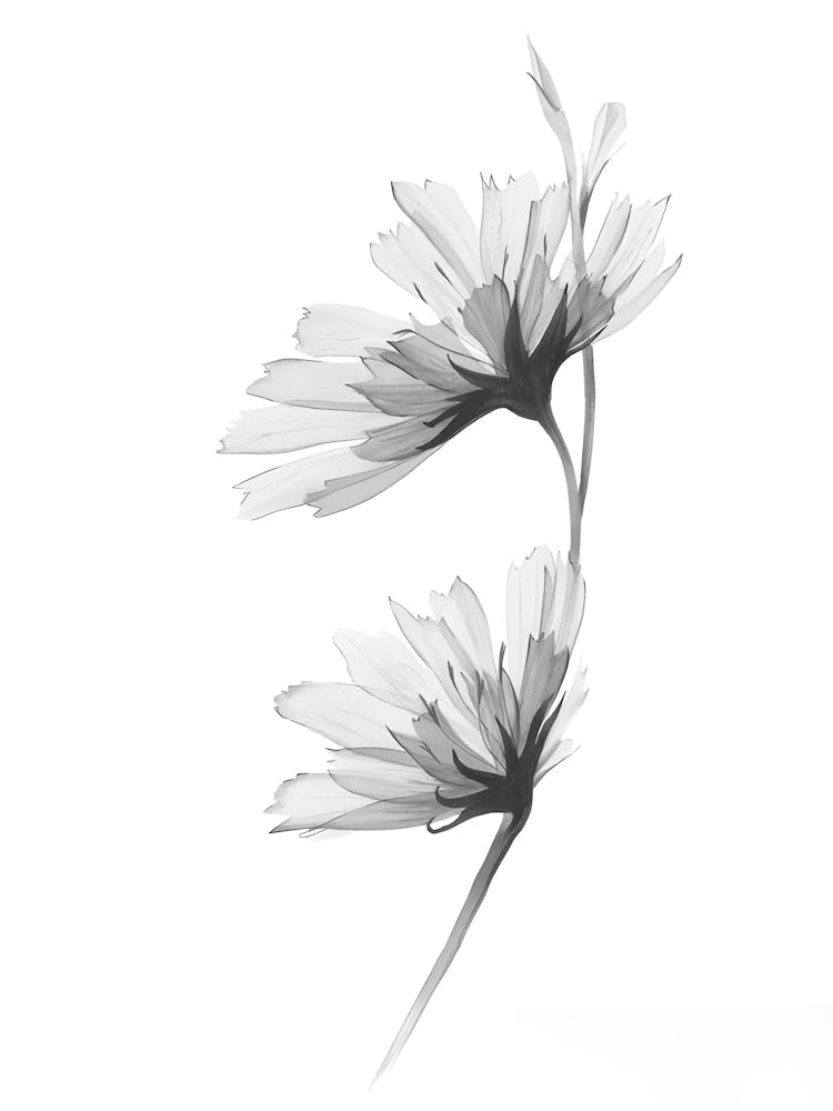 Black And White Flowers 3