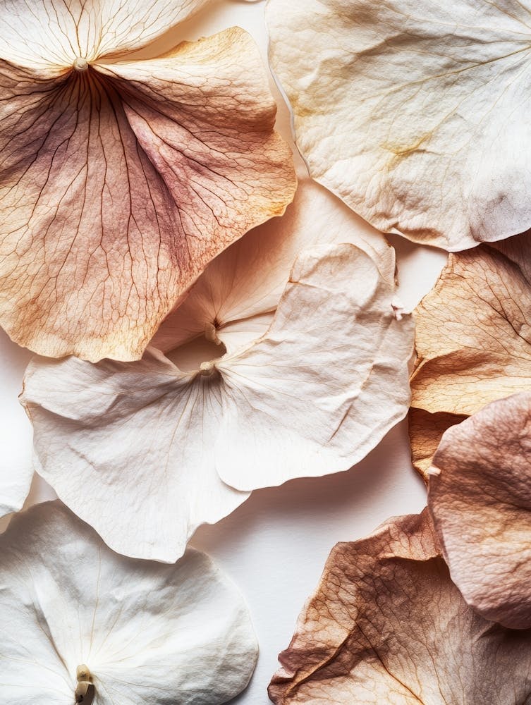 Dried Rose Petals On White Background