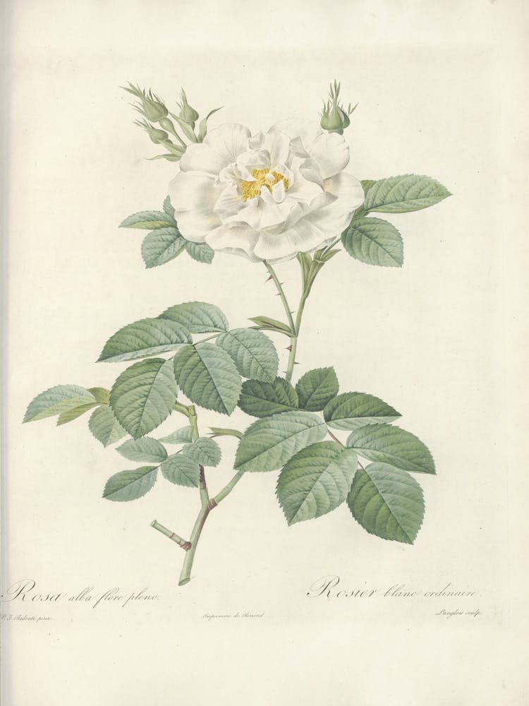 Rose Illustration, Pierre Joseph Redoute (13) 1