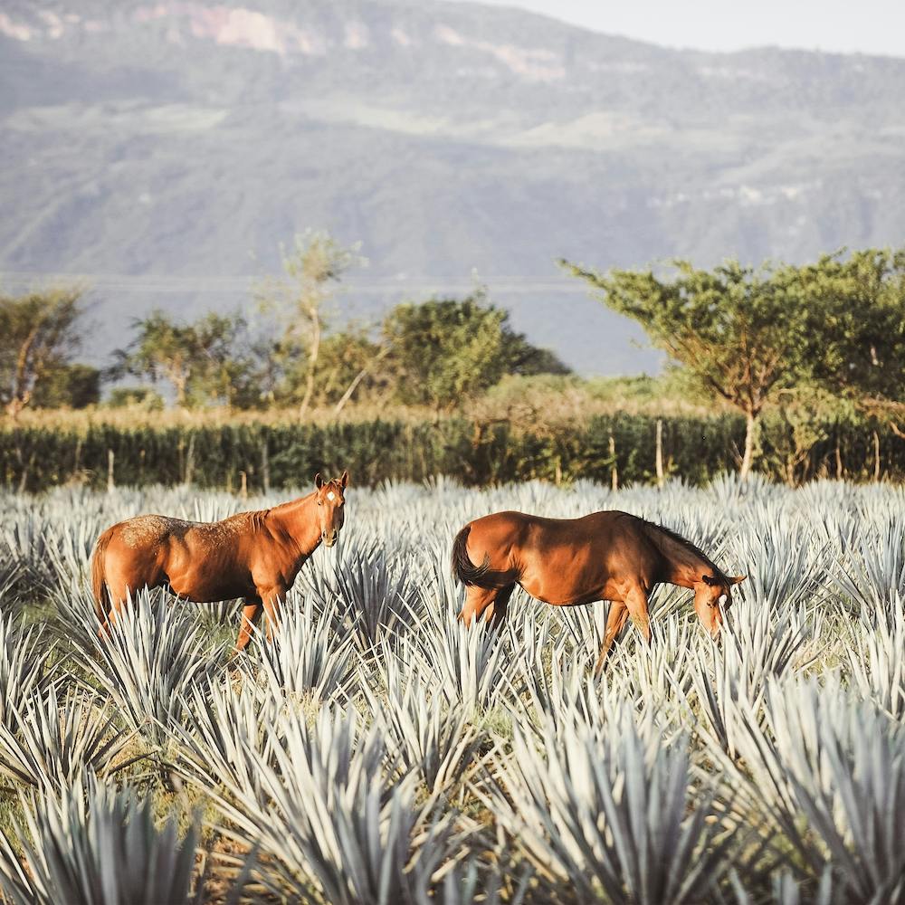 Horses In Agave Field Square