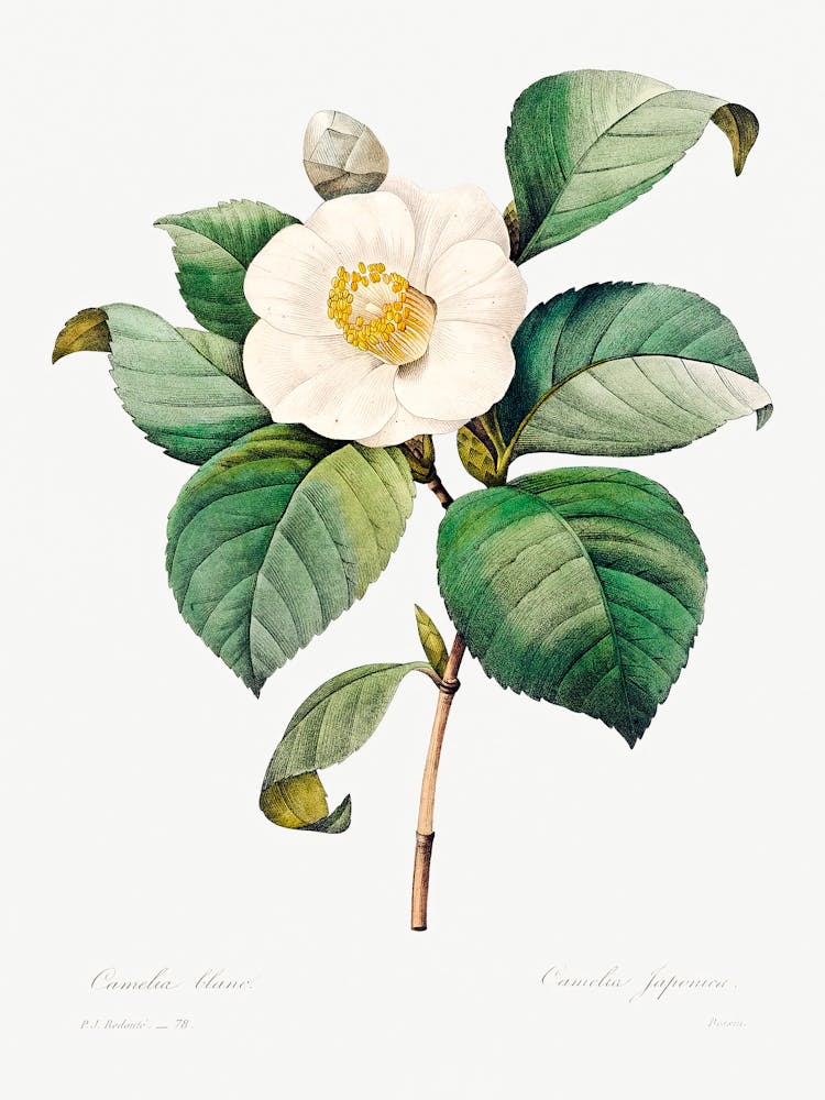 White Japanese Camellia, Pierre Joseph Redoute
