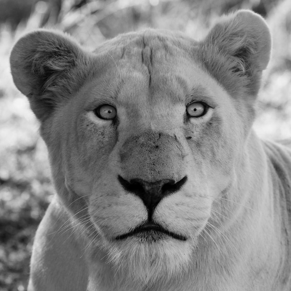 White Lion Female IV