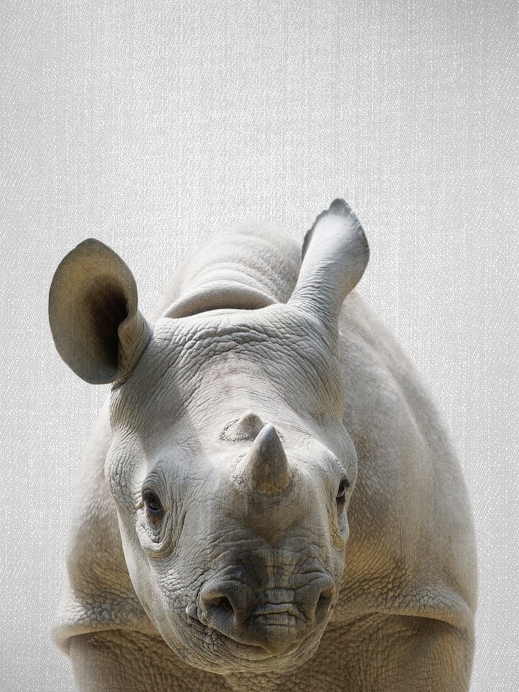 Baby Rhino
