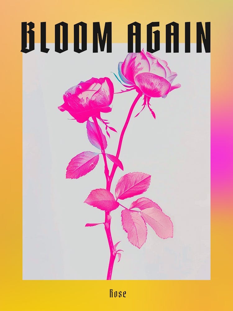 Hot Pink Rose 1 Poster