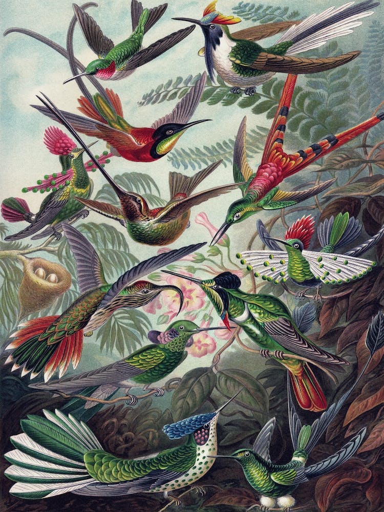 Vintage Haeckel 18 Tafel 99 Kolibris