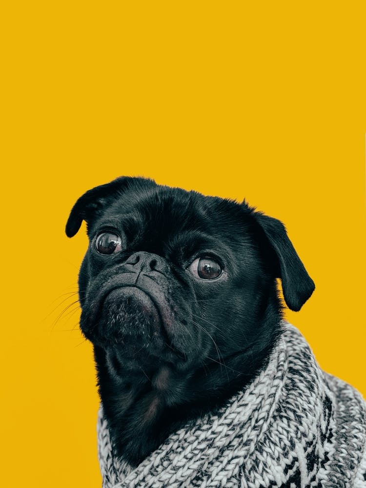 Black Pug Dog On Yellow Background