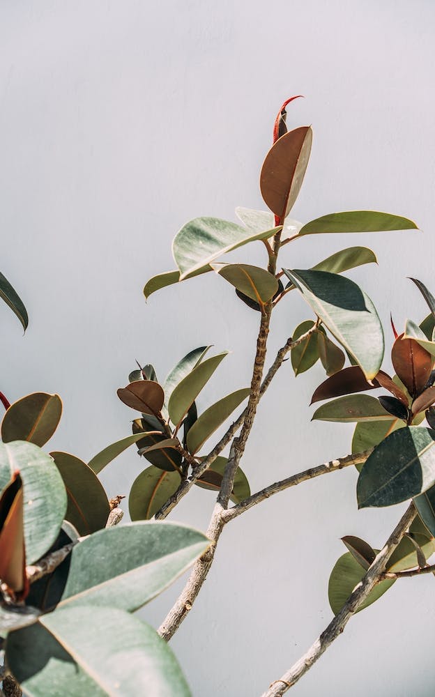 Minimalist Plant On Grey