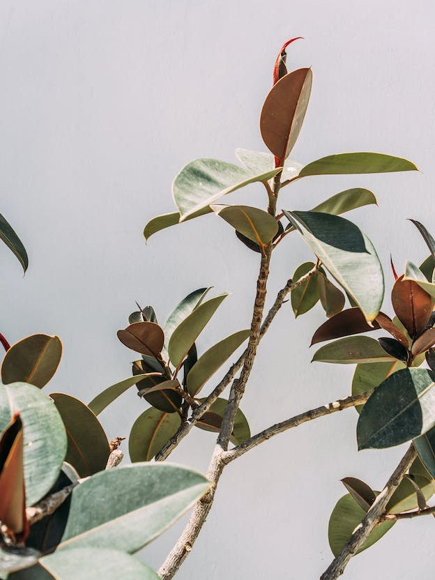 Minimalist Plant On Grey