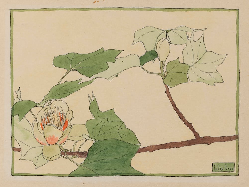Tulip Tree, Hannah Borger Overbeck