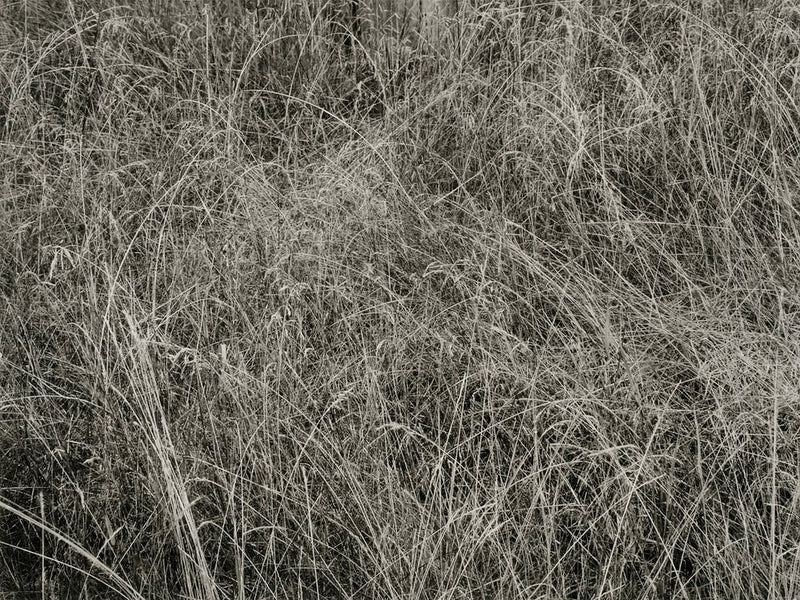 Grass (1933), Alfred Stieglitz