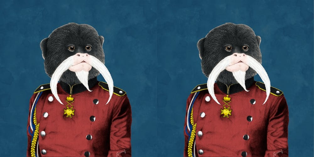 Emperor Tamarin