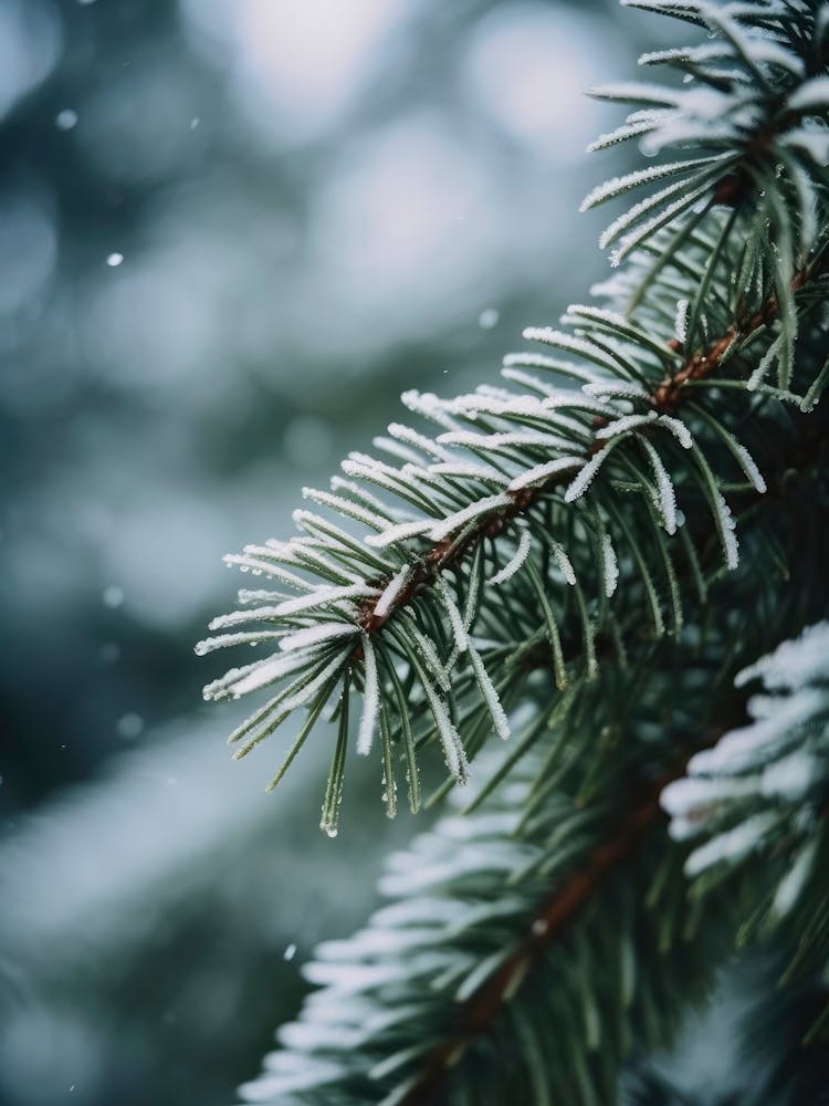 Winter Impressions No 4