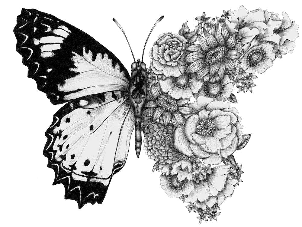 Butterfly in Bloom II