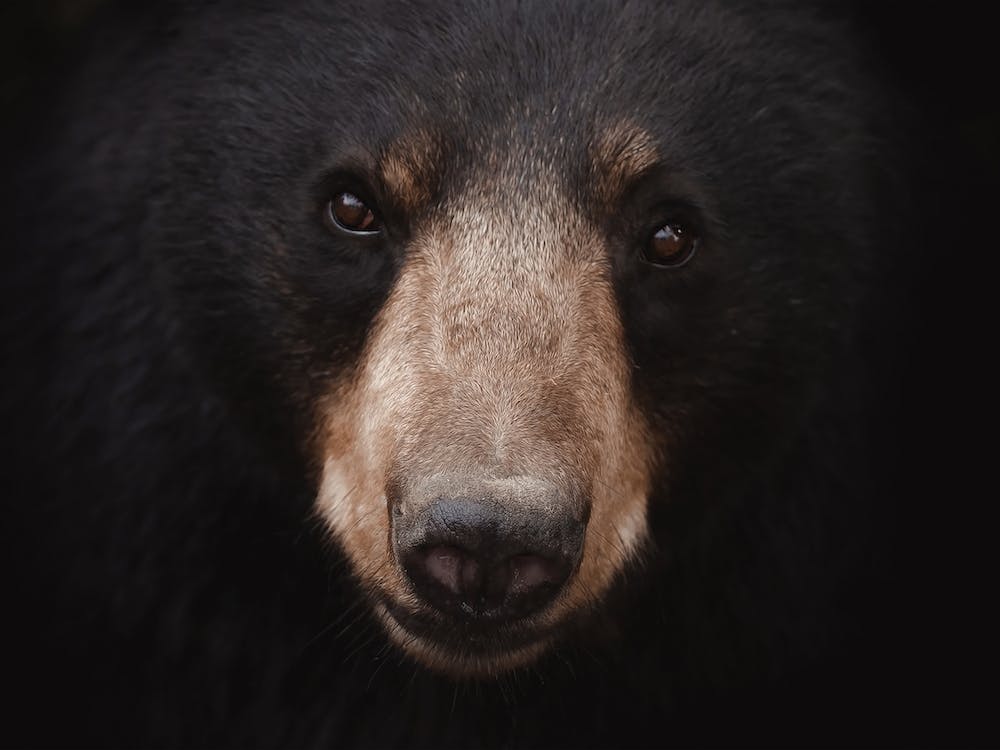 Schwarzbär Profil