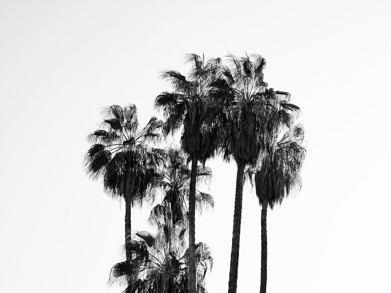 Palms In Black And White