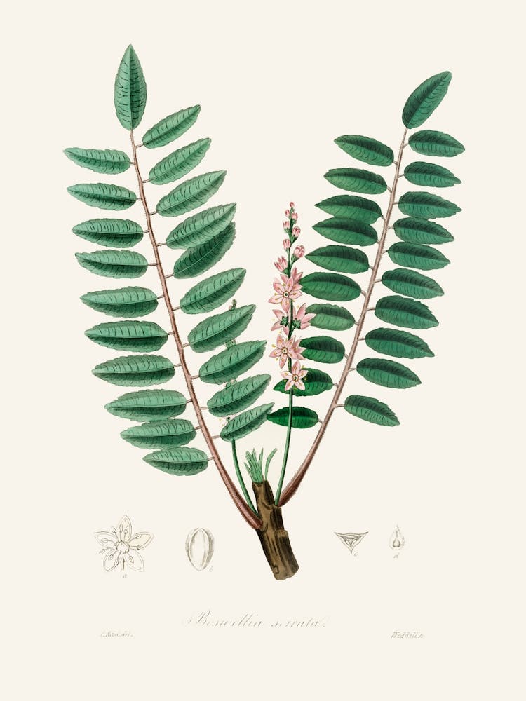 Vintage Botanical John Stephenson and James Morss Churchill_2731653