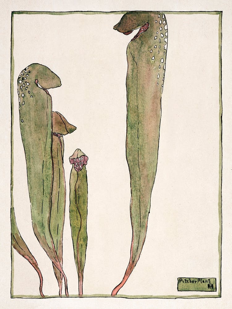 Kannenpflanze (1915), Hannah Borger Overbeck