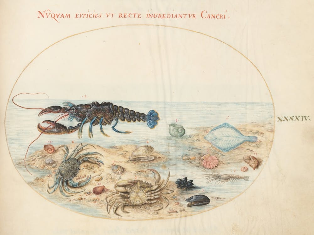 Animalia Aqvatilia Et Cochiliata, Joris Hoefnagel