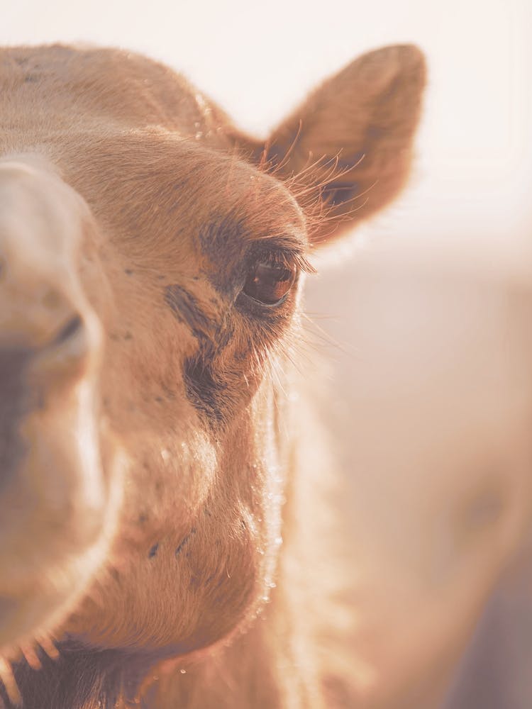 Camel Sunset