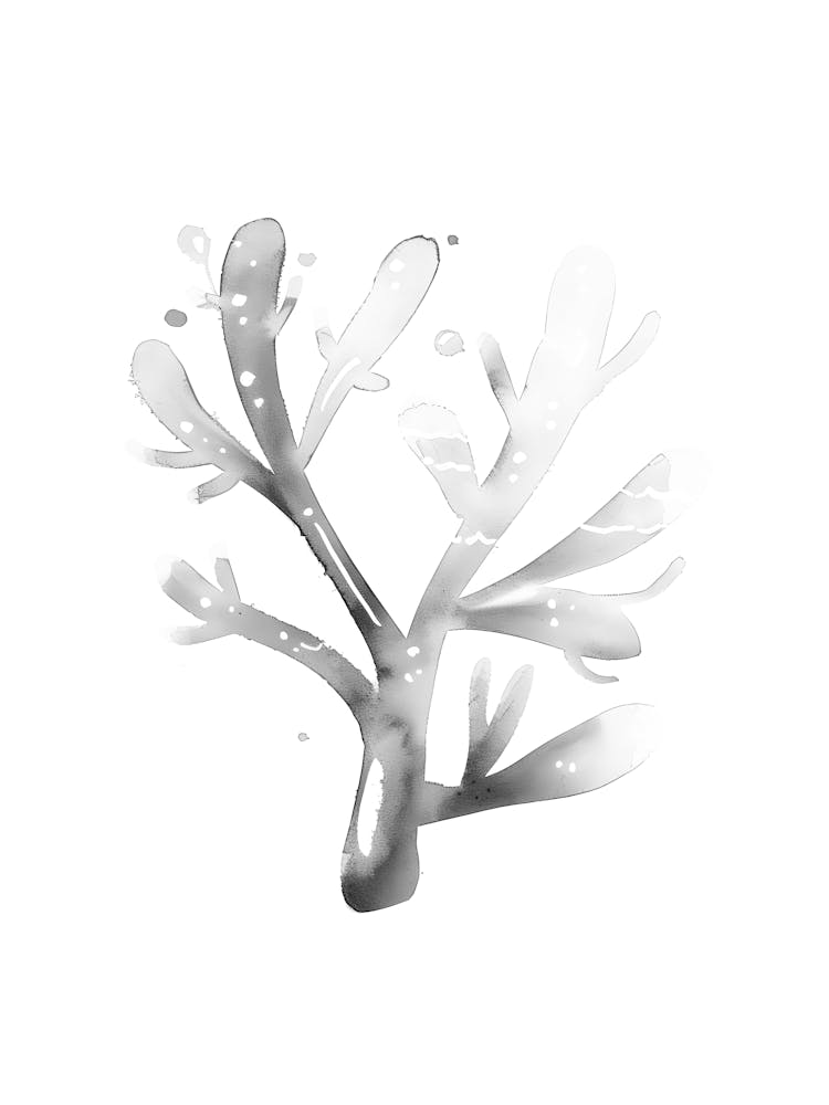 Coral Branch 1