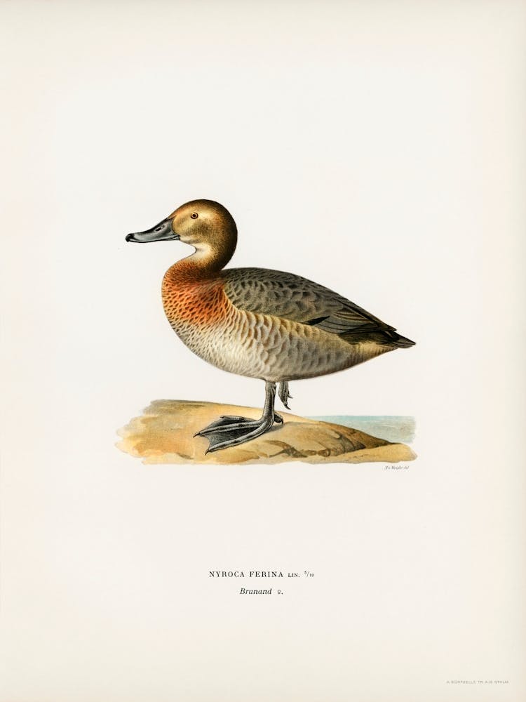 Common Pochard Female (Nyroca Ferina), The Von Wright Brothers