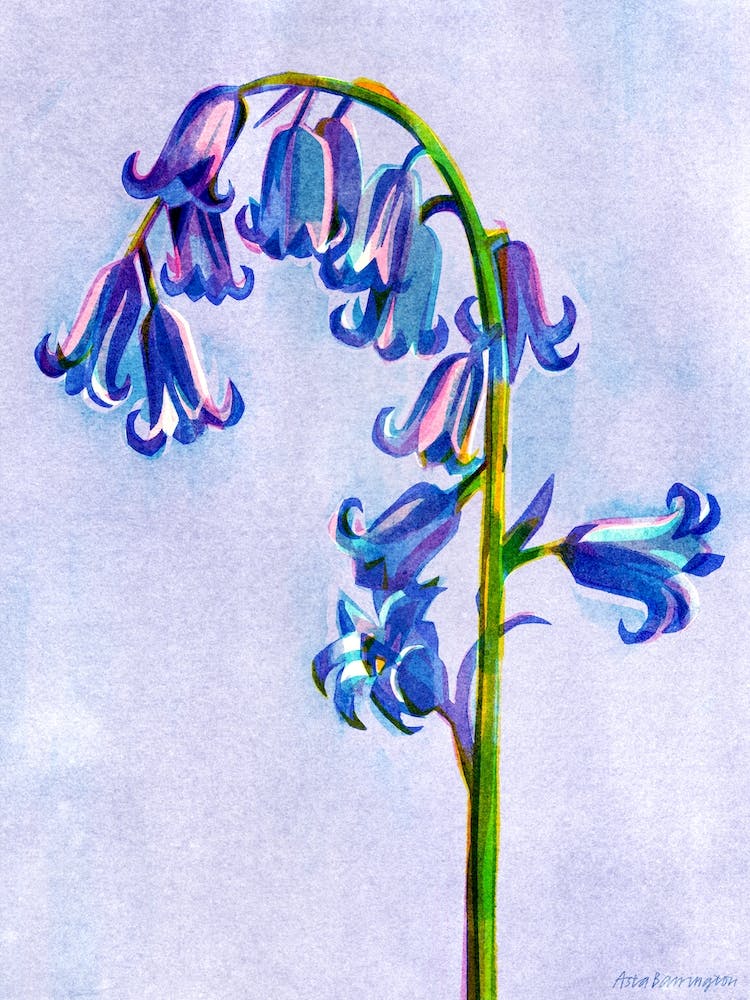 Bluebell Flower