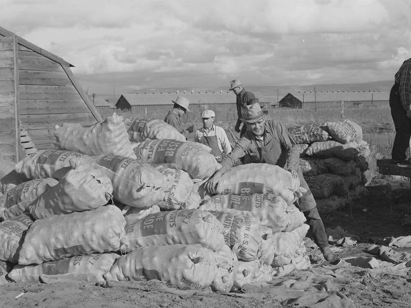 Sacks Of Potatoes, Klamath County, Oregon By Russell Lee