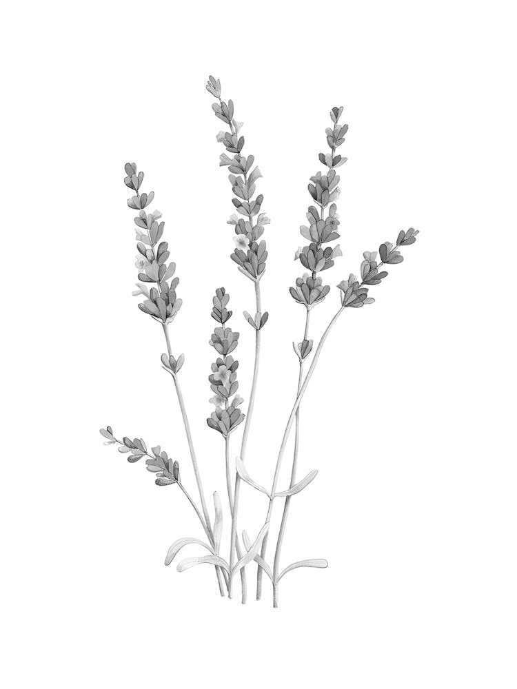 Black And White Drawing Of Lavender