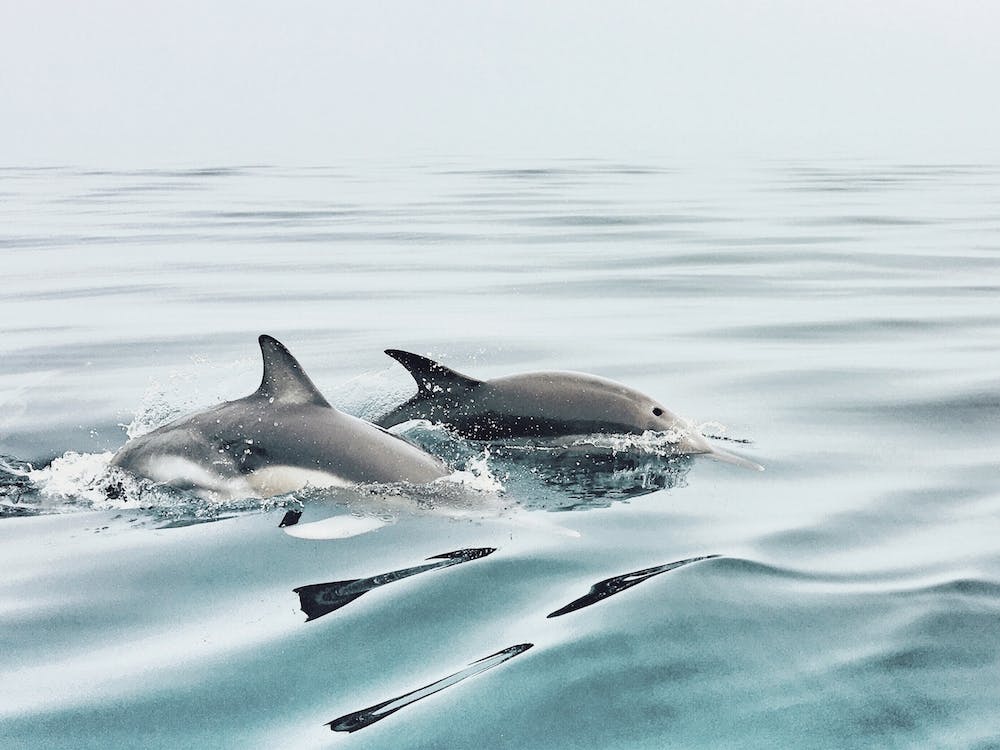 Ocean Dolphins