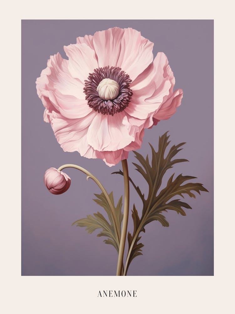 Floral Illustration Anemone 3 Poster