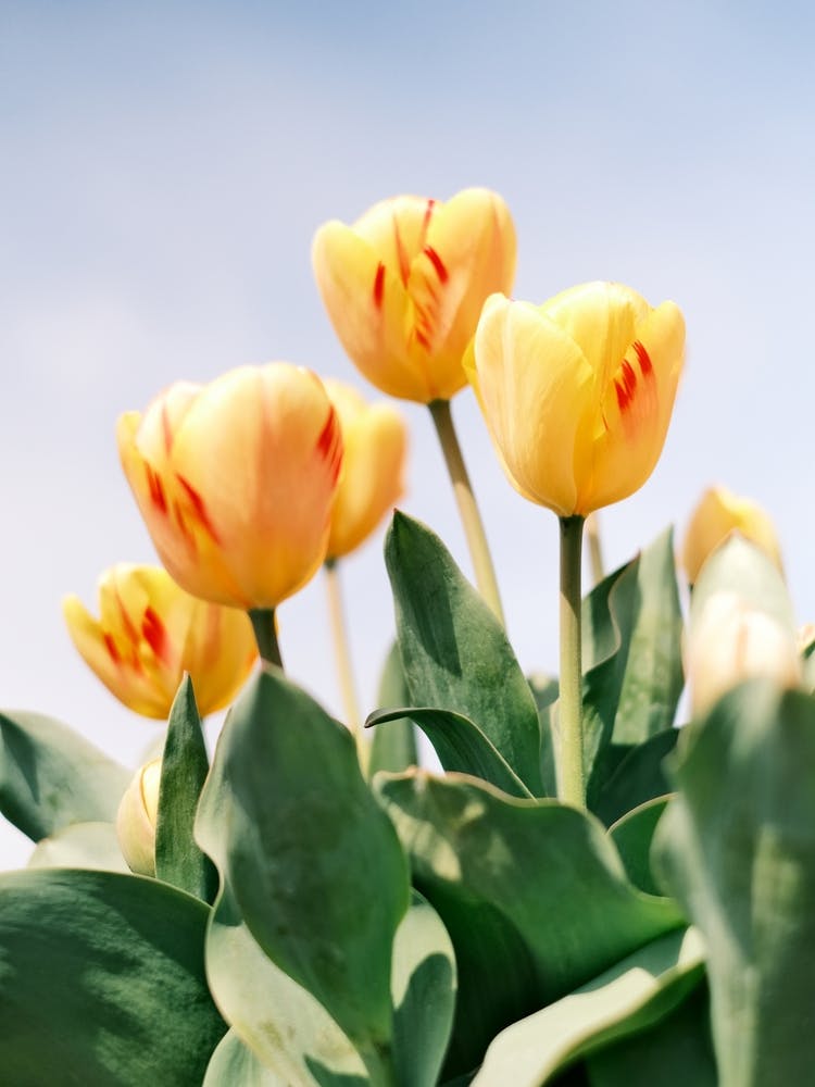 Yellow Tulips // The Netherlands // Nature Photography 