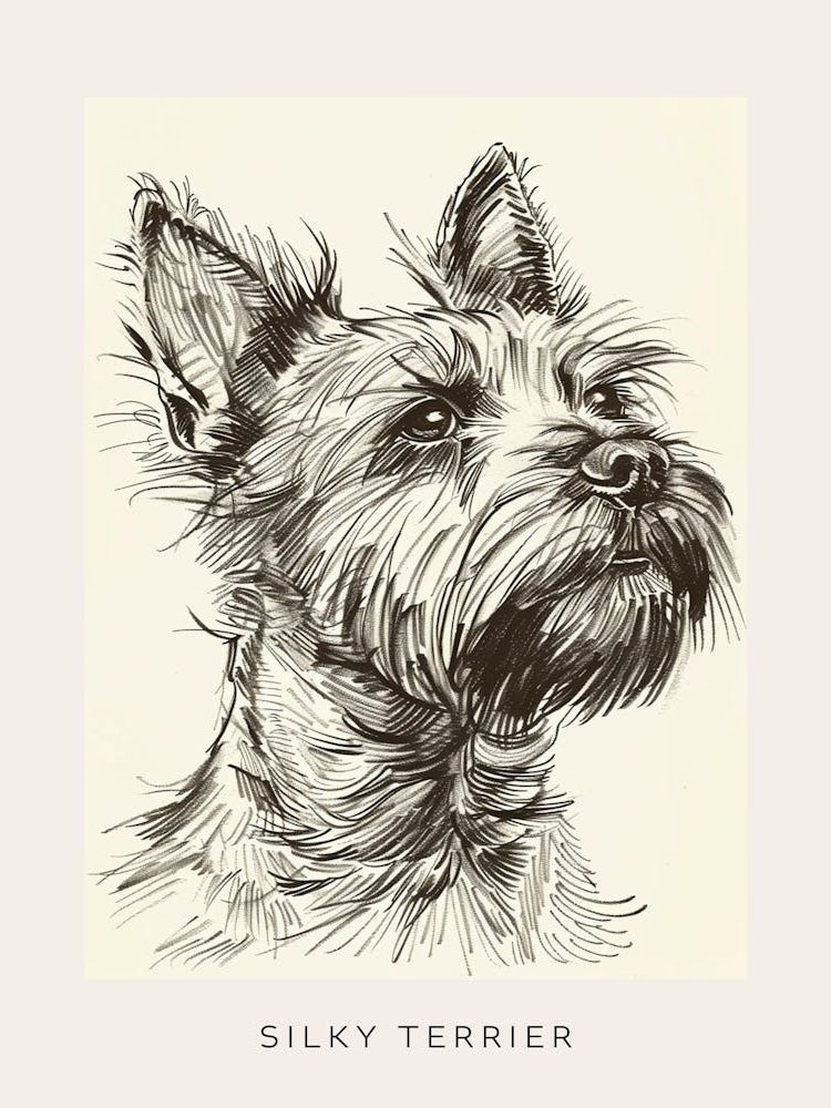 Silky Terrier Dog Line Sketch 4 Poster
