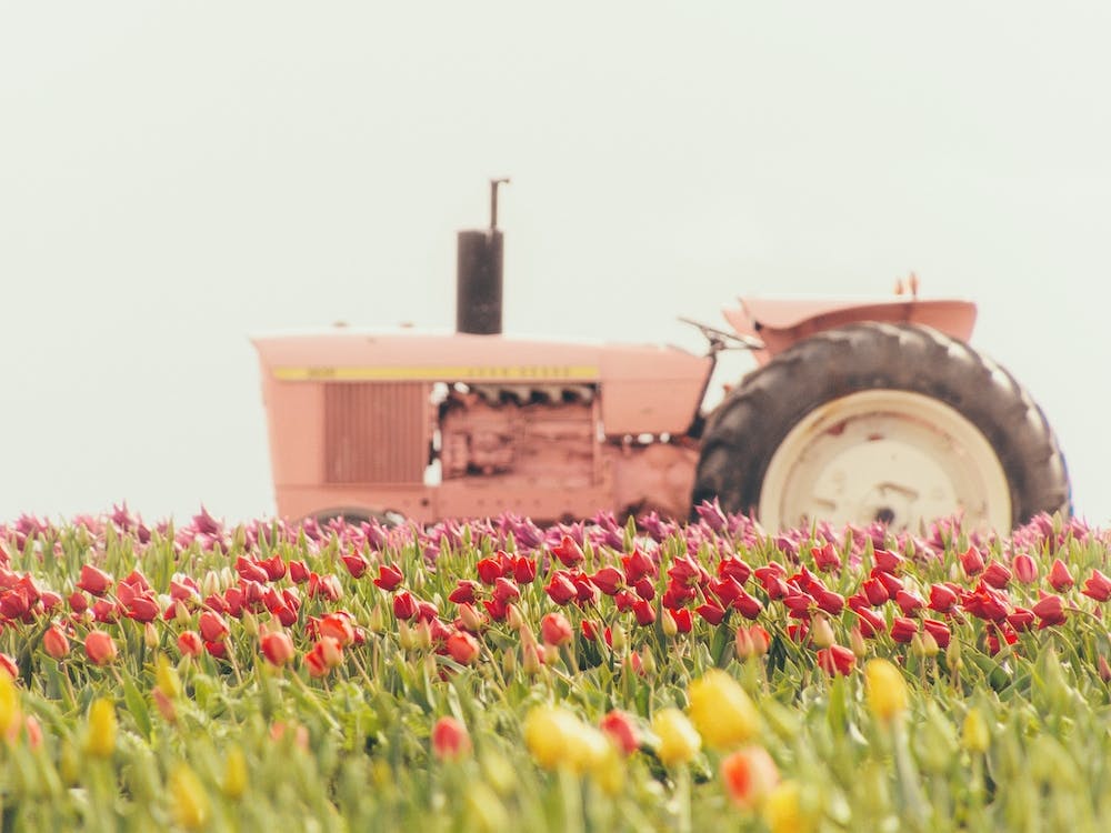 Tractor In Tulip Field