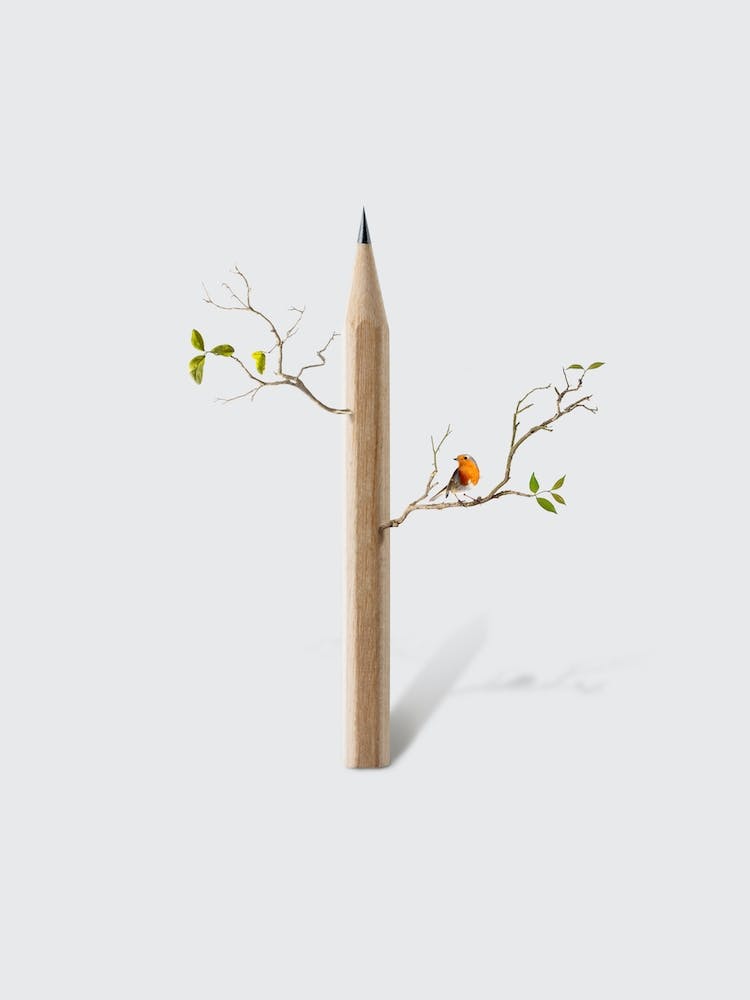 Pencil Tree