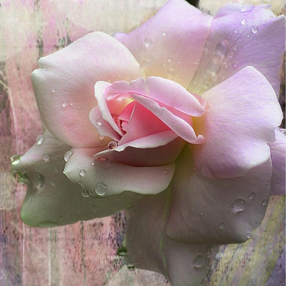 Pink Rose With Water Droplets