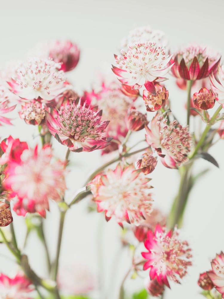 Nostalgic spring and summer flowers in pink and white - nature stillife photography by Christa Stroo Photography