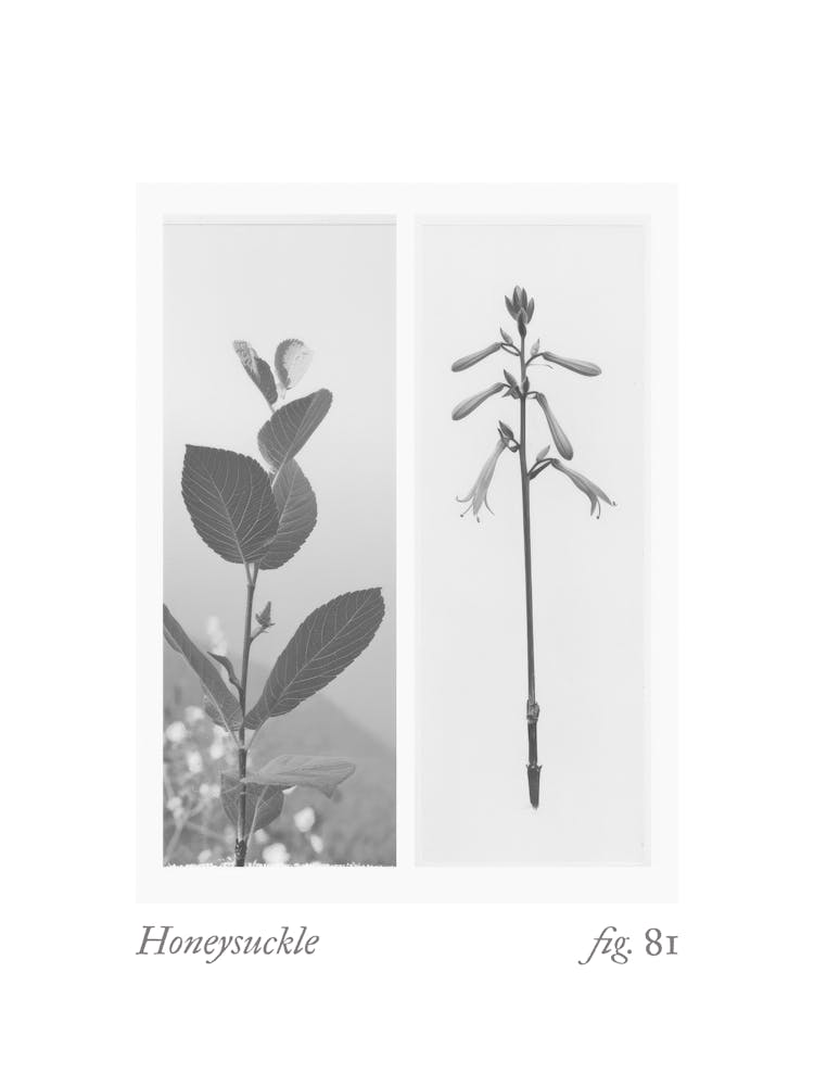Honeysuckle Botanical Collage 3