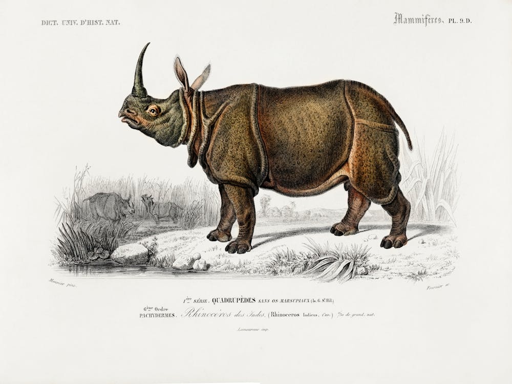 Indian Rhinoceros (Rhinoceros Unicornis), Charles Dessalines D'Orbigny