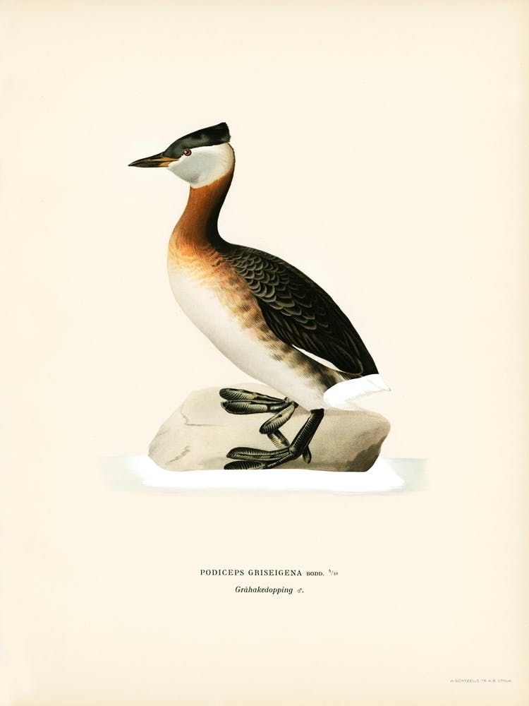 Red Necked Grebe Male, The Von Wright Brothers